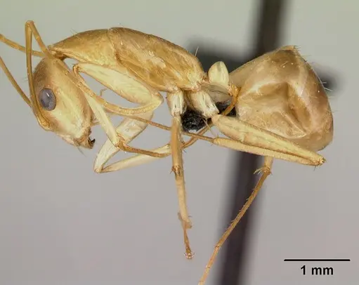 Camponotus tapia specimen CASENT0493939 image casent0493939_3