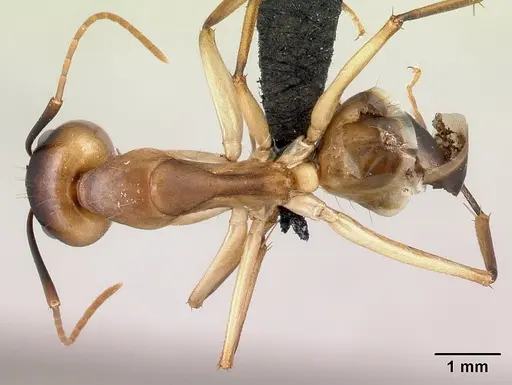 Camponotus tapia specimen CASENT0493942 image casent0493942_1