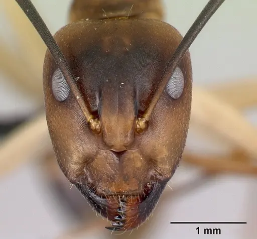 Camponotus tapia specimen CASENT0493942 image casent0493942_2