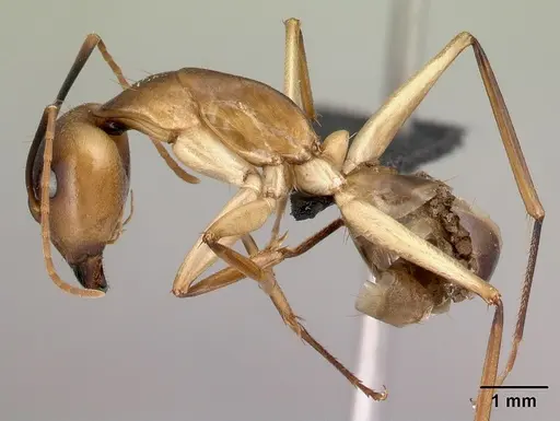 Camponotus tapia specimen CASENT0493942 image casent0493942_3