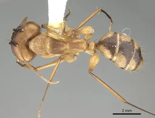 Camponotus tapia specimen CASENT0919828 image casent0919828_1
