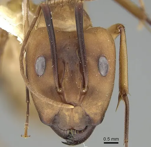 Camponotus tapia specimen CASENT0919828 image casent0919828_2