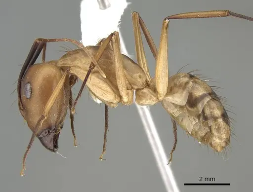 Camponotus tapia specimen CASENT0919828 image casent0919828_3