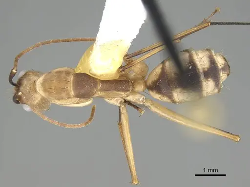 Camponotus tapia specimen CASENT0919831 image casent0919831_1