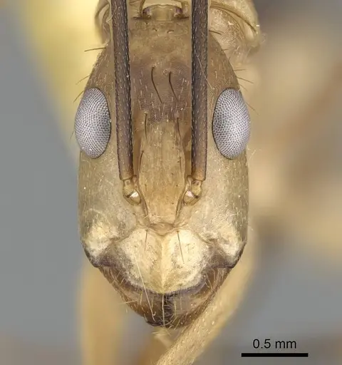 Camponotus tapia specimen CASENT0919831 image casent0919831_2