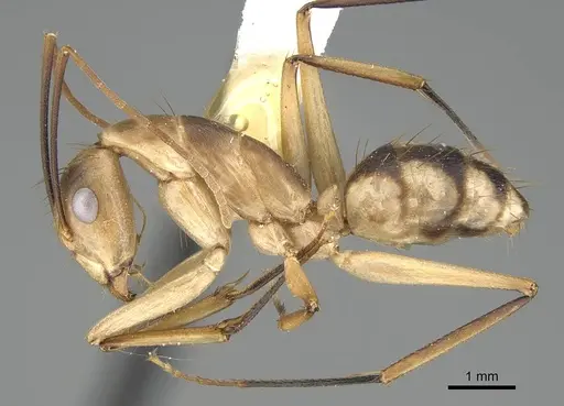 Camponotus tapia specimen CASENT0919831 image casent0919831_3