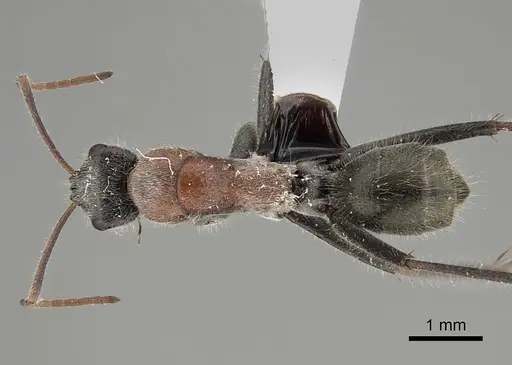 Camponotus tasmani specimen CASENT0887701 image casent0887701_1