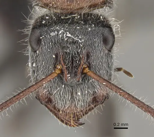 Camponotus tasmani specimen CASENT0887701 image casent0887701_2