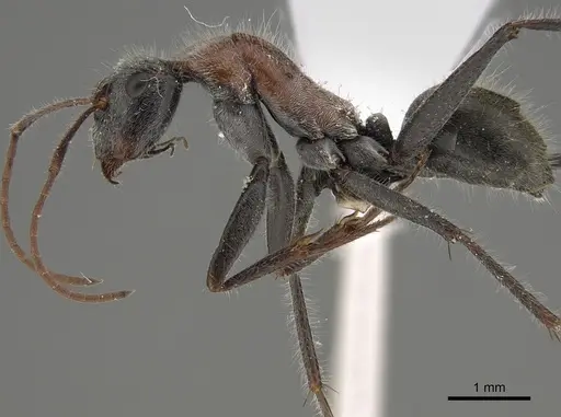 Camponotus tasmani specimen CASENT0887701 image casent0887701_3