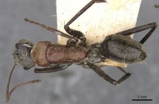 Camponotus tasmani specimen CASENT0910403 image casent0910403_1
