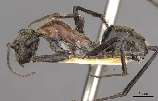 Camponotus tasmani specimen CASENT0910403 image casent0910403_3