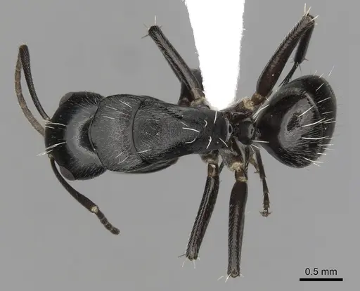 Camponotus tauricollis specimen CASENT0316934 image casent0316934_1