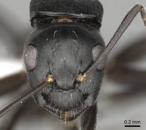 Camponotus tauricollis specimen CASENT0316934 image casent0316934_2