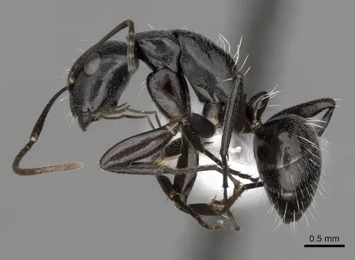 Camponotus tauricollis specimen CASENT0316934 image casent0316934_3