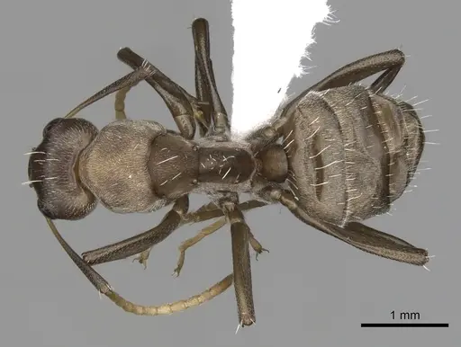 Camponotus tauricollis specimen CASENT0415267 image casent0415267_1