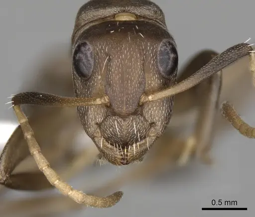 Camponotus tauricollis specimen CASENT0415267 image casent0415267_2