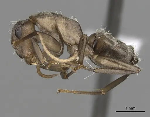 Camponotus tauricollis specimen CASENT0415267 image casent0415267_3