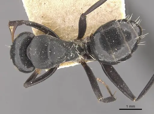 Camponotus tauricollis specimen CASENT0910494 image casent0910494_1