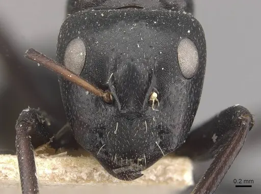 Camponotus tauricollis specimen CASENT0910494 image casent0910494_2
