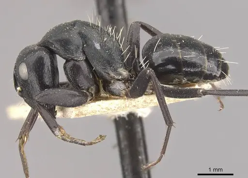 Camponotus tauricollis specimen CASENT0910494 image casent0910494_3
