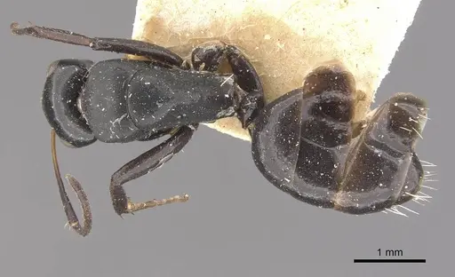 Camponotus tauricollis specimen CASENT0910495 image casent0910495_1
