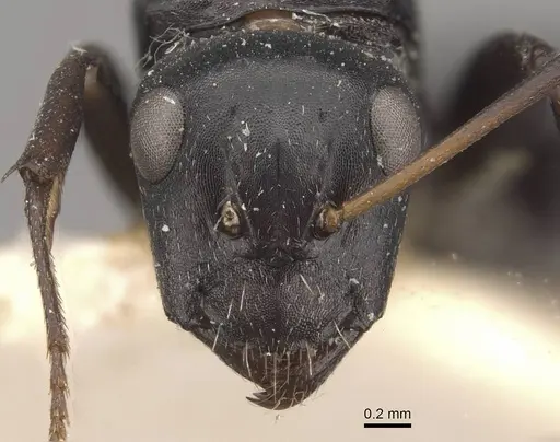 Camponotus tauricollis specimen CASENT0910495 image casent0910495_2