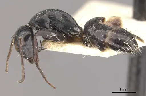 Camponotus tauricollis specimen CASENT0910495 image casent0910495_3