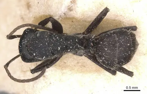Camponotus tauricollis specimen CASENT0911844 image casent0911844_1
