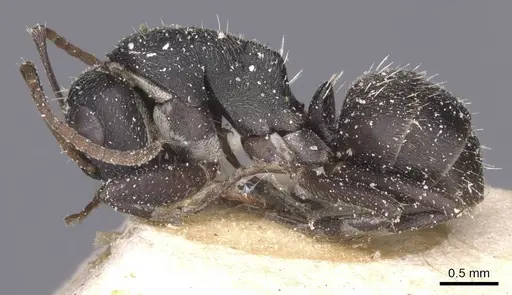 Camponotus tauricollis specimen CASENT0911844 image casent0911844_3