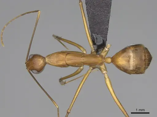 Camponotus tendryi specimen CASENT0145284 image casent0145284_1