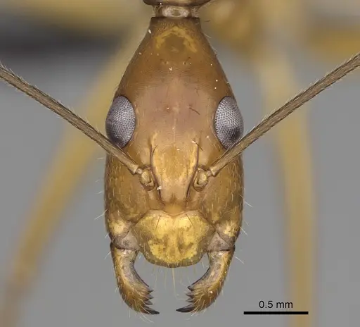 Camponotus tendryi specimen CASENT0145284 image casent0145284_2