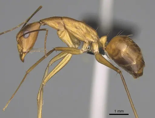 Camponotus tendryi specimen CASENT0145284 image casent0145284_3
