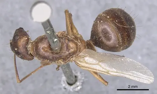 Camponotus tenuipes specimen CASENT0901904 image casent0901904_1