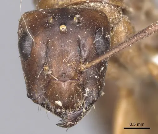 Camponotus tenuipes specimen CASENT0901904 image casent0901904_2