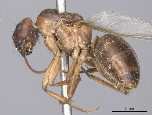 Camponotus tenuipes specimen CASENT0901904 image casent0901904_3