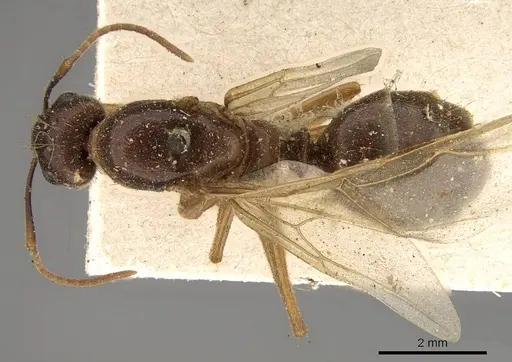 Camponotus tenuipes specimen CASENT0914002 image casent0914002_1