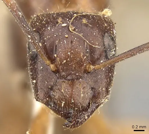 Camponotus tenuipes specimen CASENT0914002 image casent0914002_2