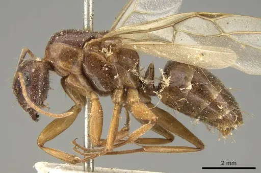 Camponotus tenuipes specimen CASENT0914002 image casent0914002_3