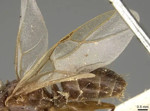 Camponotus tenuipes specimen CASENT0914002 image casent0914002_4