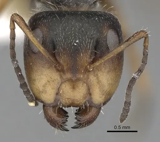 Camponotus tepicanus specimen CASENT0280077 image casent0280077_2