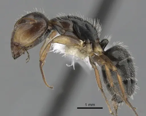Camponotus tepicanus specimen CASENT0280077 image casent0280077_3