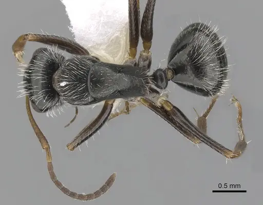 Camponotus tepicanus specimen CASENT0280078 image casent0280078_1