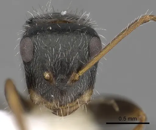 Camponotus tepicanus specimen CASENT0280078 image casent0280078_2