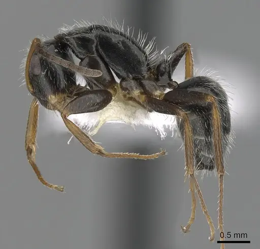 Camponotus tepicanus specimen CASENT0280078 image casent0280078_3