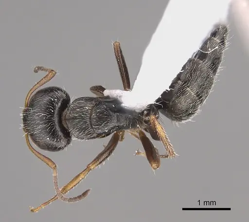 Camponotus tepicanus specimen CASENT0923556 image casent0923556_1