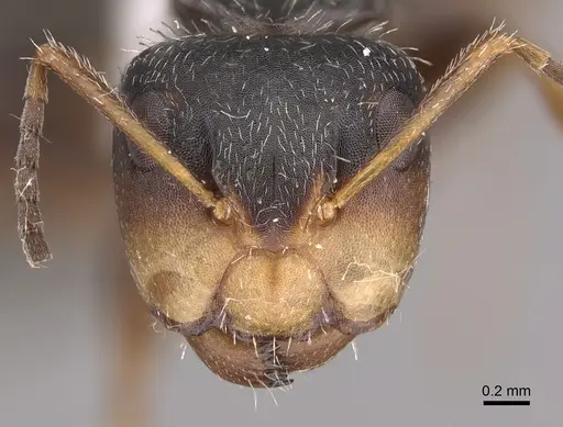 Camponotus tepicanus specimen CASENT0923556 image casent0923556_2