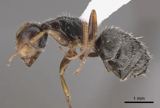Camponotus tepicanus specimen CASENT0923556 image casent0923556_3