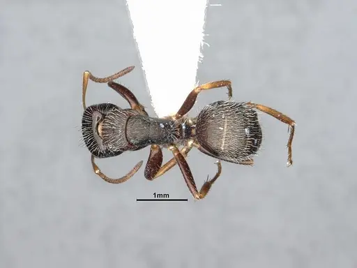 Camponotus tepicanus specimen CASENT4032220 image casent4032220_1