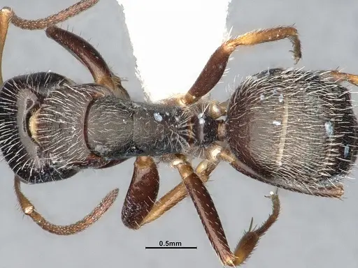 Camponotus tepicanus specimen CASENT4032220 image casent4032220_2