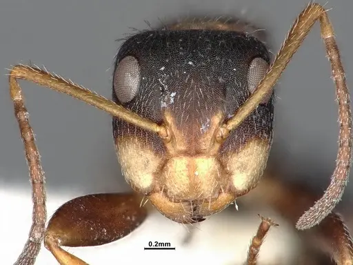 Camponotus tepicanus specimen CASENT4032220 image casent4032220_3